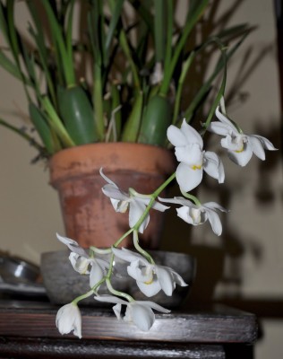 Odontoglossum pulchellum orchid