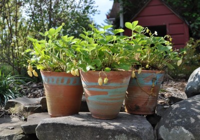 3 pots of white alpine strawberries