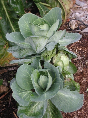 Cabbage plants left after harvest develop multiple heads