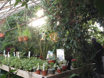 Inside Logee's Greenhouses.
