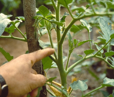 Prune a tomato plant at each leaf axil for a single-stemmed plant.