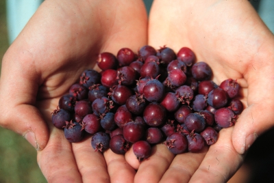 Part of the juneberry harvest.