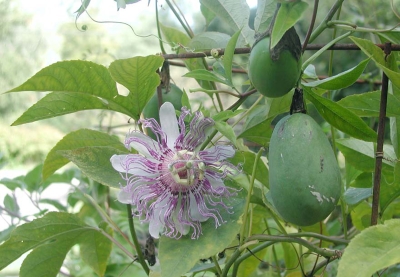 Bluish -- a more usual maypop flower color