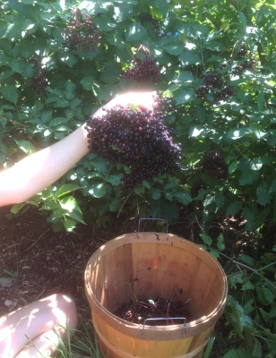 Elderberry harvest