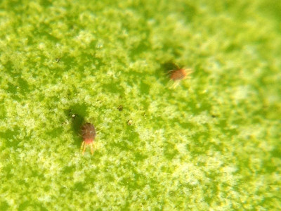 Mites, photo with iPhone + hand lens!