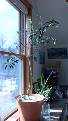 My potted olive tree, pruned