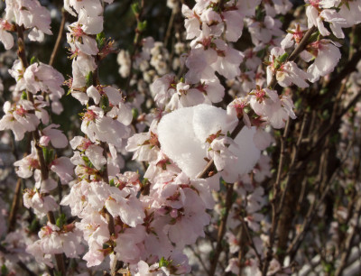Nanking cherry flowers with snow