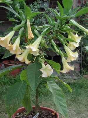 Angels Trumpets, in past years