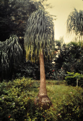 Ponytail palm in Puerto Rico