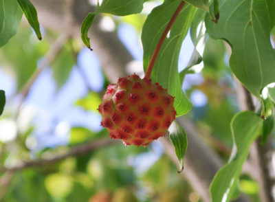 Cornus kousa fruit in summer