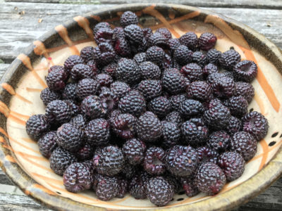Black raspberry fruit