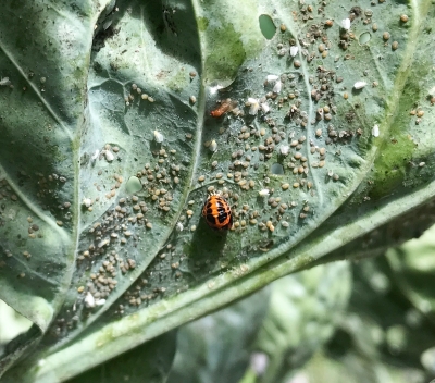 Cabbage whitefly & ladybug larvae