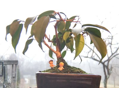 Bonsai, Ficus, at 8 years