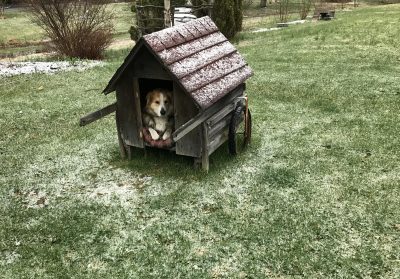 Sammy, the dog, and snow