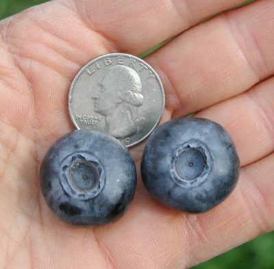 Large blueberries