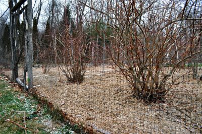 Mulched blueberry planting