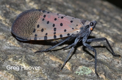 Spotted Lanternfly adult lateral view