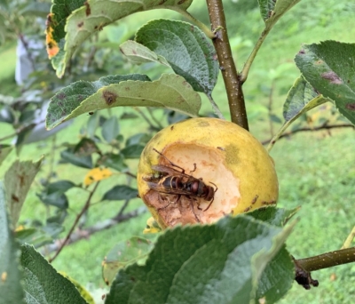 Apple being damaged by European hornet