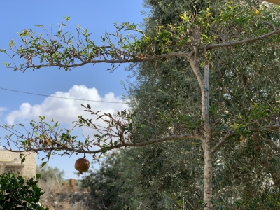 Pomegranate espalier, Israel