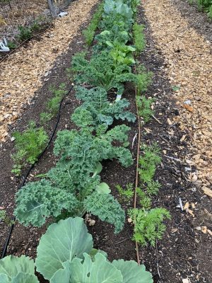Cabbages and kale interplanted in bed