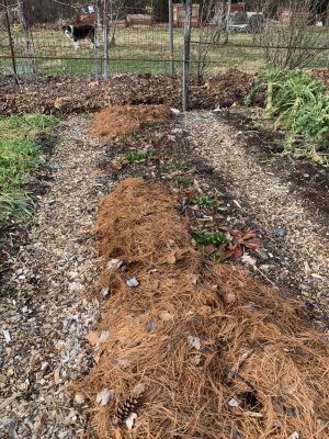 Strawberry bed mulched with pine needles