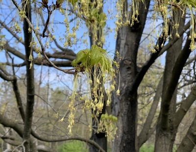 Acer, sugar maple flowers, closest