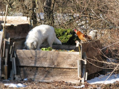 Dog and chickens on compost pile