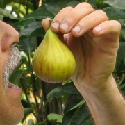 Eating a fig