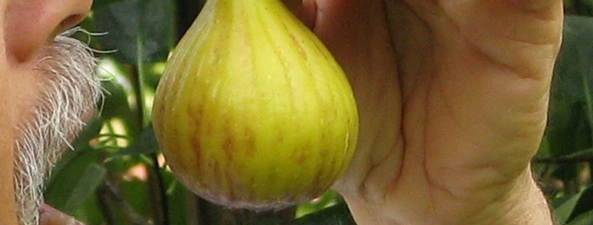 Eating a fig