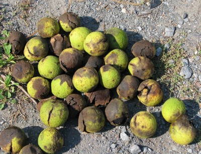 Black walnuts in husks