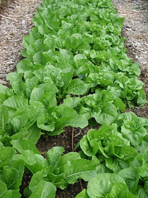 Bed of lettuce