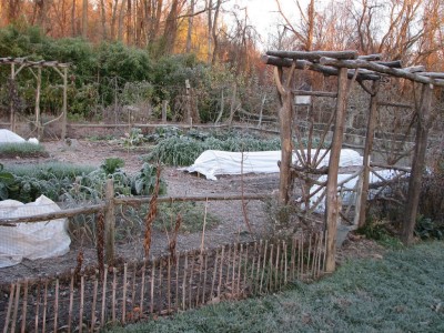 Frost in vegetable garden