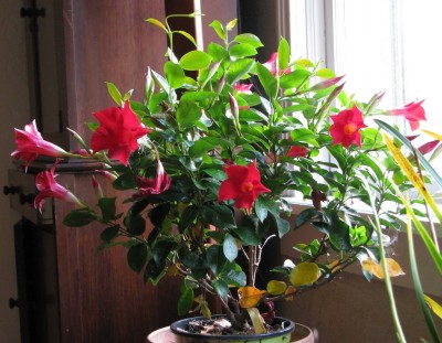 Crimson Mandevilla