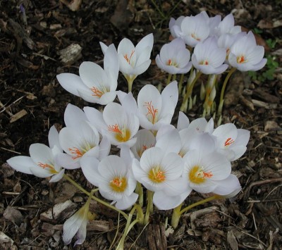 autumn crocus