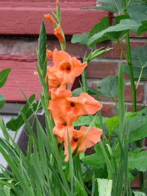 Gladiolus