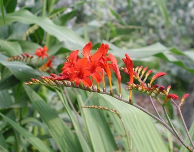 Crocosmia up close