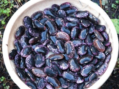 Scarlet runner beans