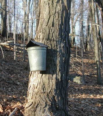 Tapping a maple tree