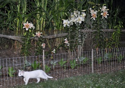 cat and lilies