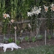 cat and lilies