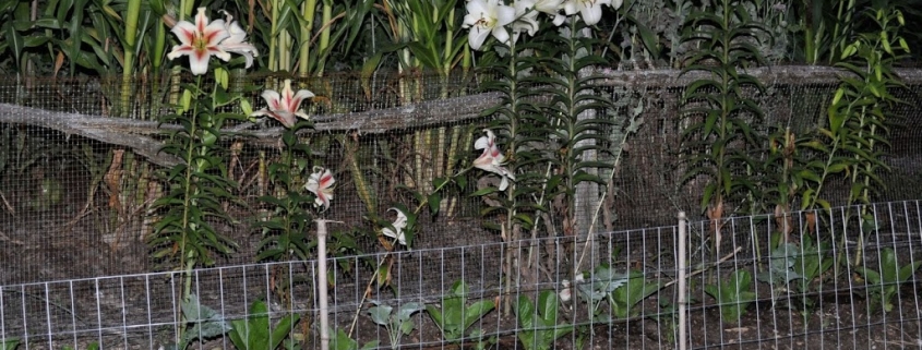 cat and lilies