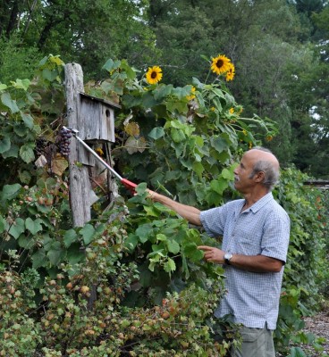 Picking grapes