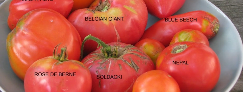 Heirloom tomatoes