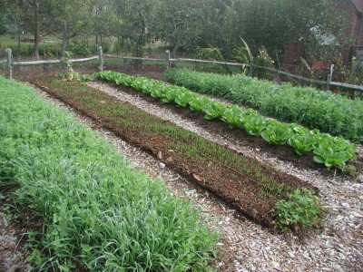 Oat cover crops