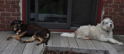 Dogs on porch