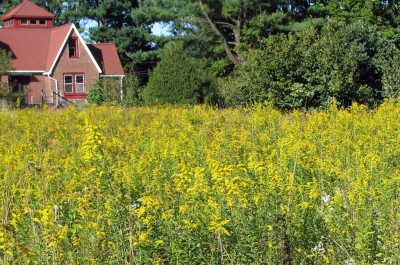 Field of goldenrod