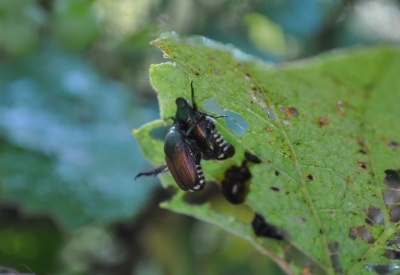 Japanese beetles