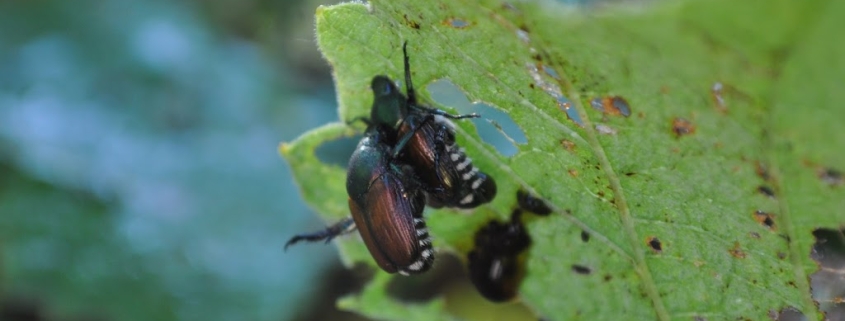 Japanese beetles