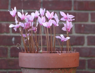 Hardy cyclamen in pot