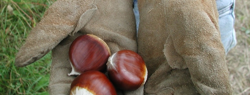 Colossal chestnut